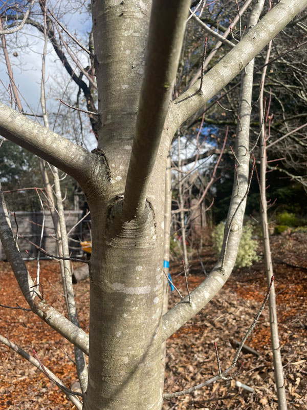 Pruning for Healthy Trees - TreePro Sonoma - Tree Care Service Santa Rosa