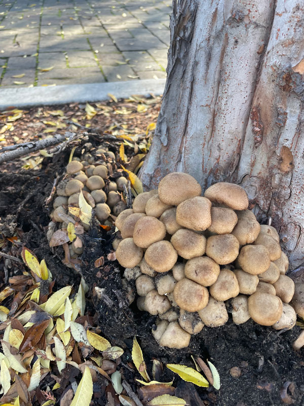 Armillaria Mushrooms Affect Tree Root Systems - TreePro Sonoma Tree Care Service