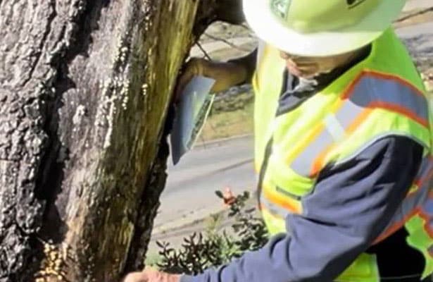 Tree Consultation Services - TreePro Sonoma, Tree Care Service Santa Rosa