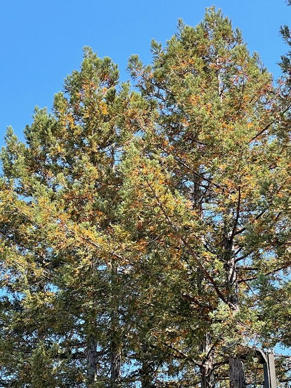 Redwood Trees in Drought - TreePro Sonoma Tree Care Service