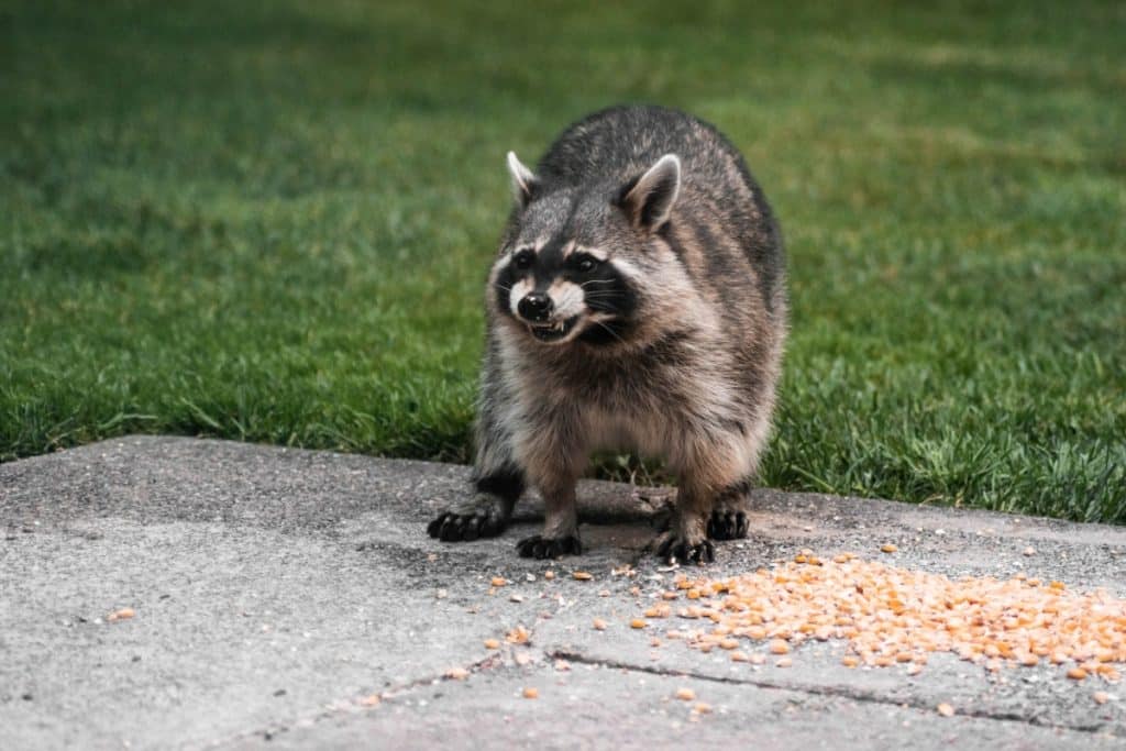Raccoons in your yard