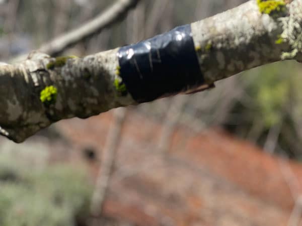 Black Tape for Mistletoe - TreePro Sonoma Santa Rosa, Certified Arborists