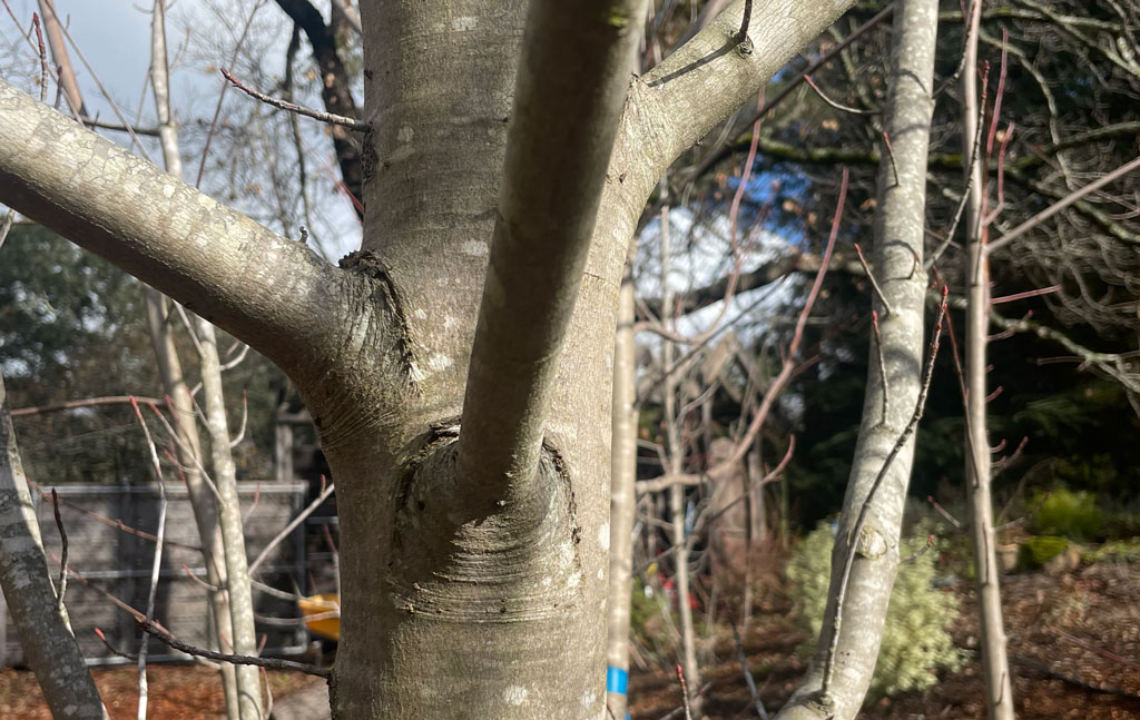 Early Pruning Promotes Healthy Trees - TreePro Sonoma - Tree Care Service Santa Rosa