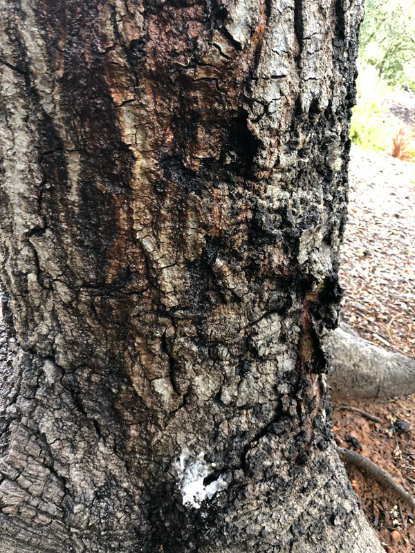Fungus Damage - TreePro Sonoma 