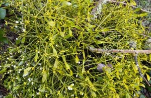 Mistletoe Parasite - TreePro Sonoma Certified Arborists