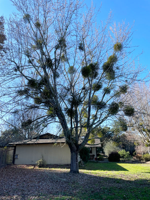 Mistletoe Clumps - TreePro Sonoma Santa Rosa, Certified Arborists