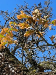 Mediterranean Oak Beetle damage - TreePro Sonoma