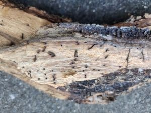 Mediterranean Oak Beetle exit holes - TreePro Sonoma