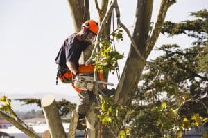 Man sawing tree