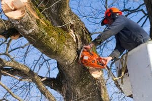 worker trims trees using a chainsaw