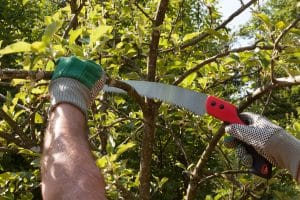 Pruning with pruning saws